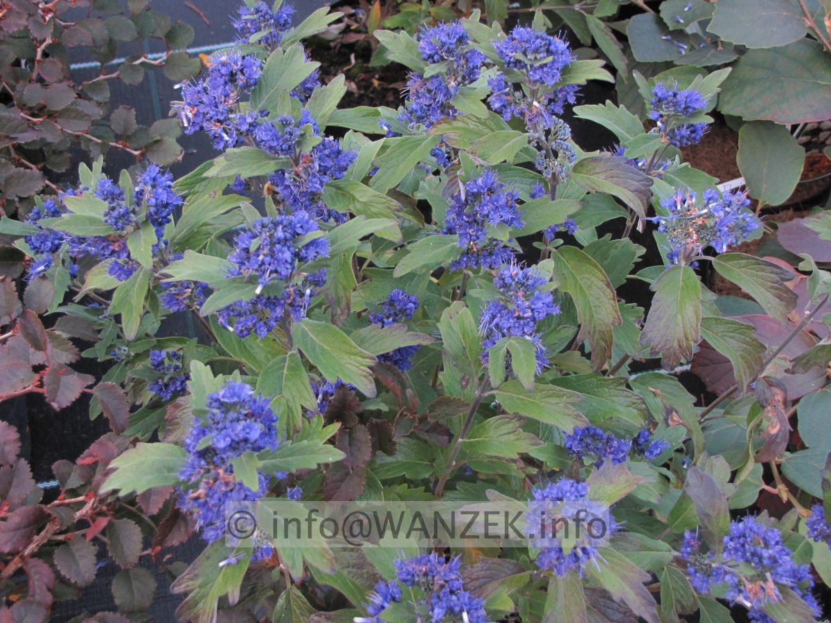 Caryopteris clandonensis Grand Bleu.JPG